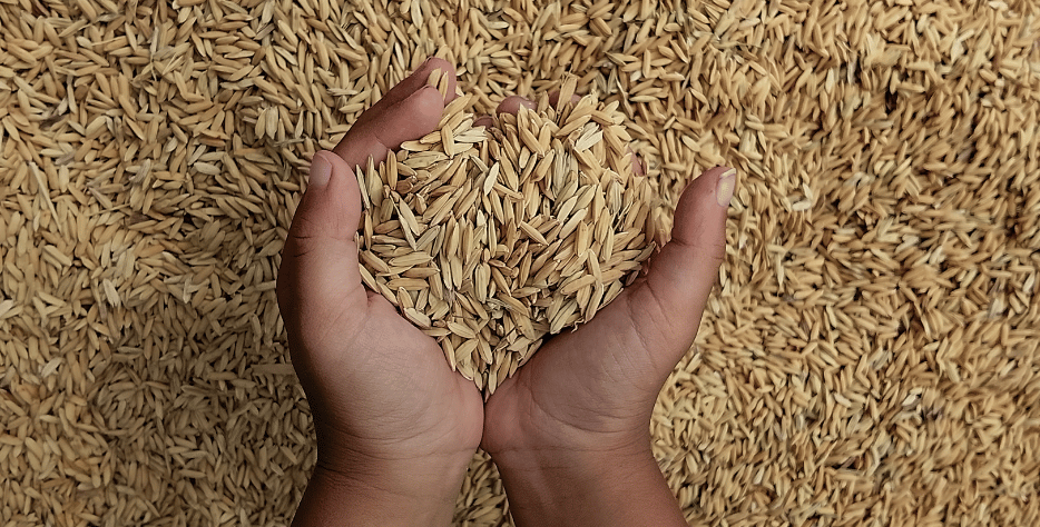 Rice Varieties
