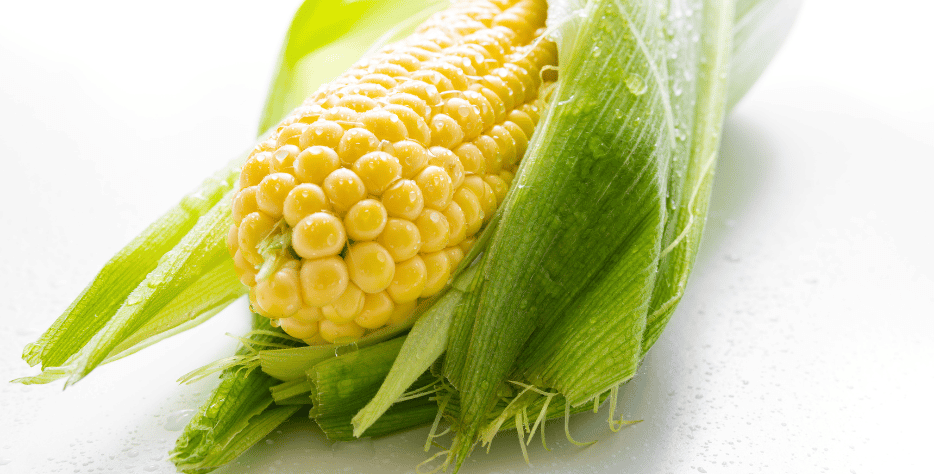 Yellow Maize Export