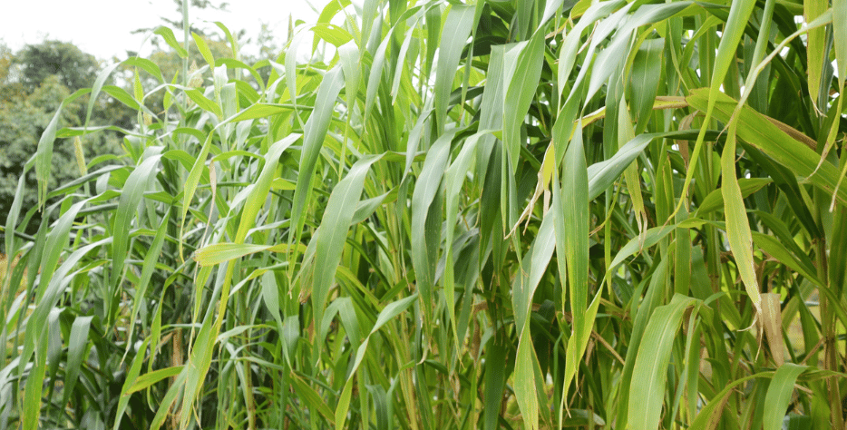 Millets Export